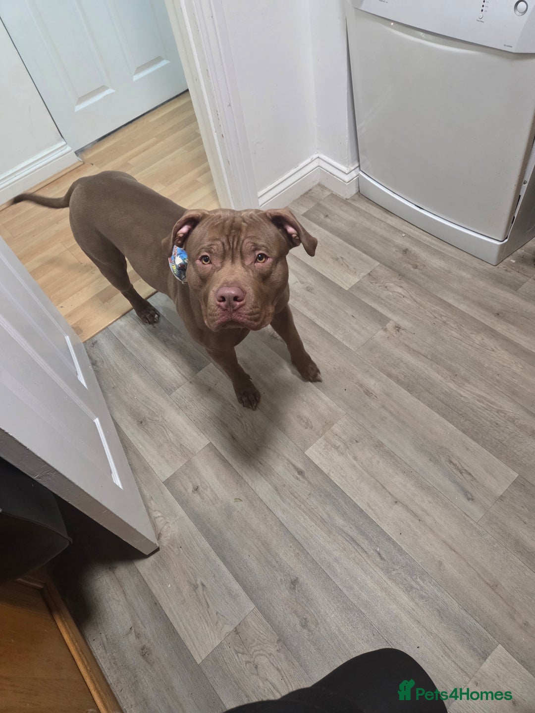 American Bully dogs for sale: Pocket bully  - Advert 3