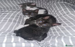 British Shorthair cats for sale: British Shorthair Mix Kittens - Image 27