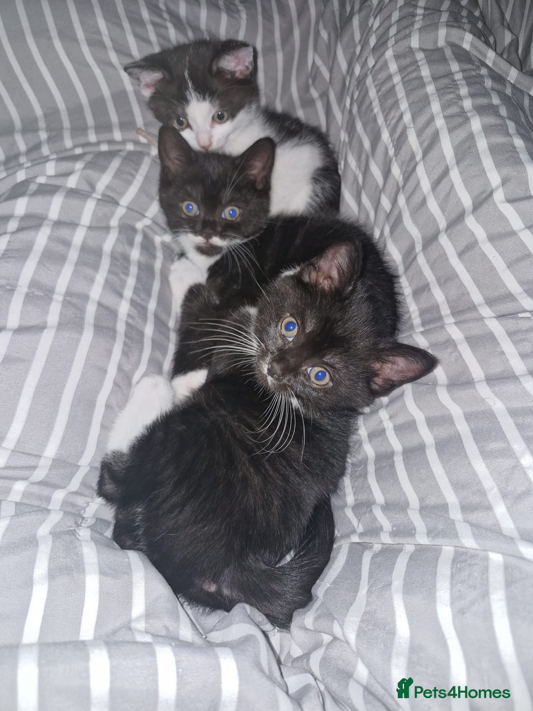 British Shorthair cats for sale: British Shorthair Mix Kittens - Image 27