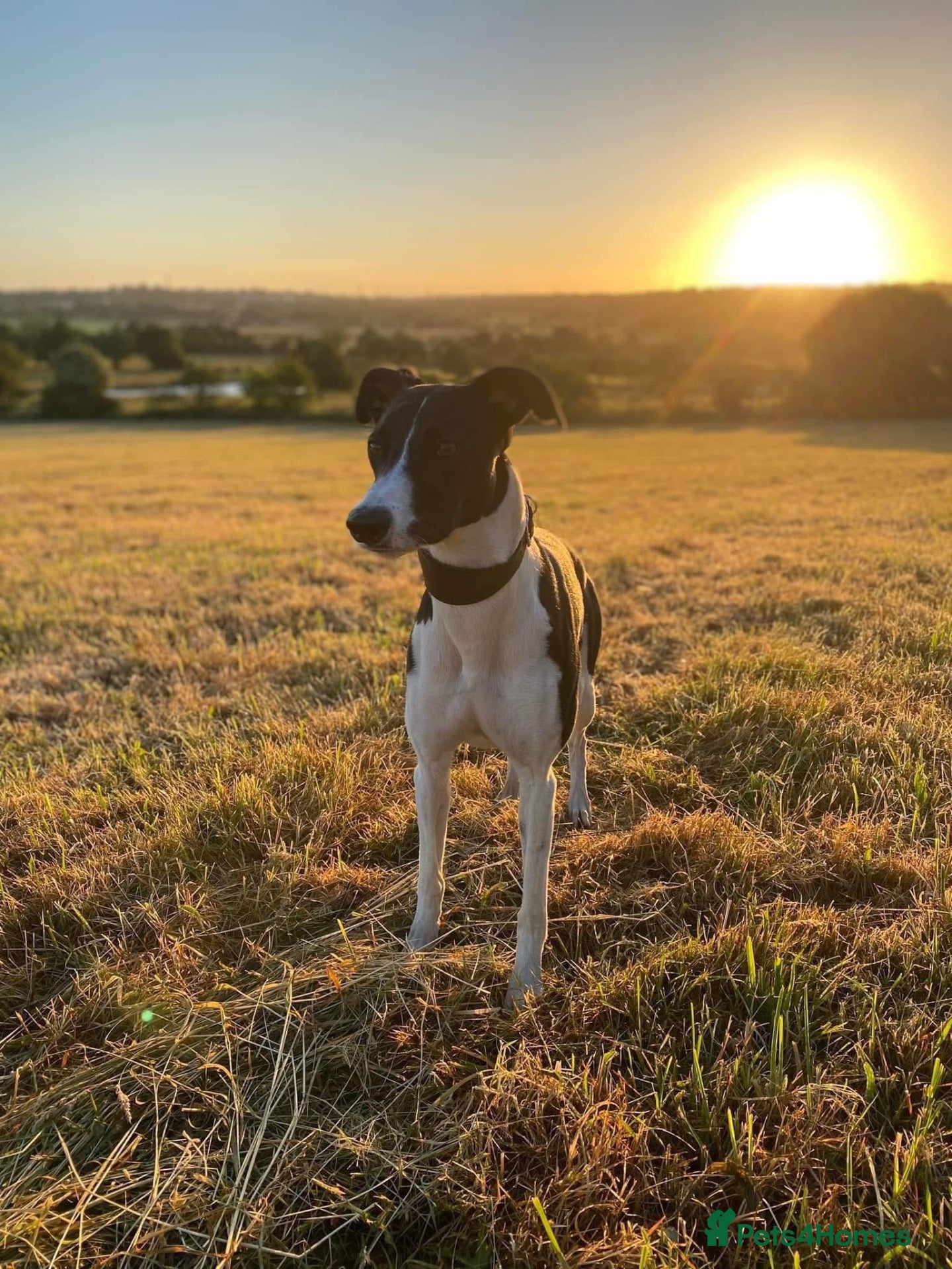 Mixed Breed dogs for stud: Stud dog - Advert 18