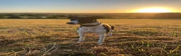 Mixed Breed dogs for stud: Stud dog in Stoke-on-Trent - Advert 1