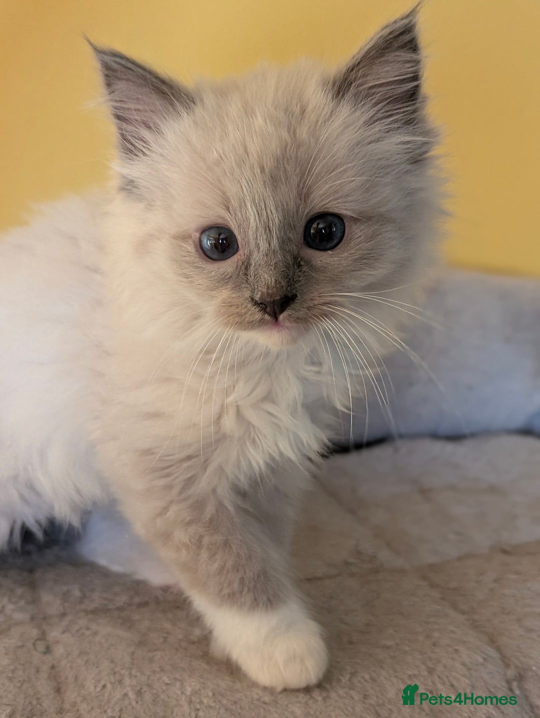 Ragdoll cats for sale: Gorgeous Ragdoll Kittens  - Advert 26