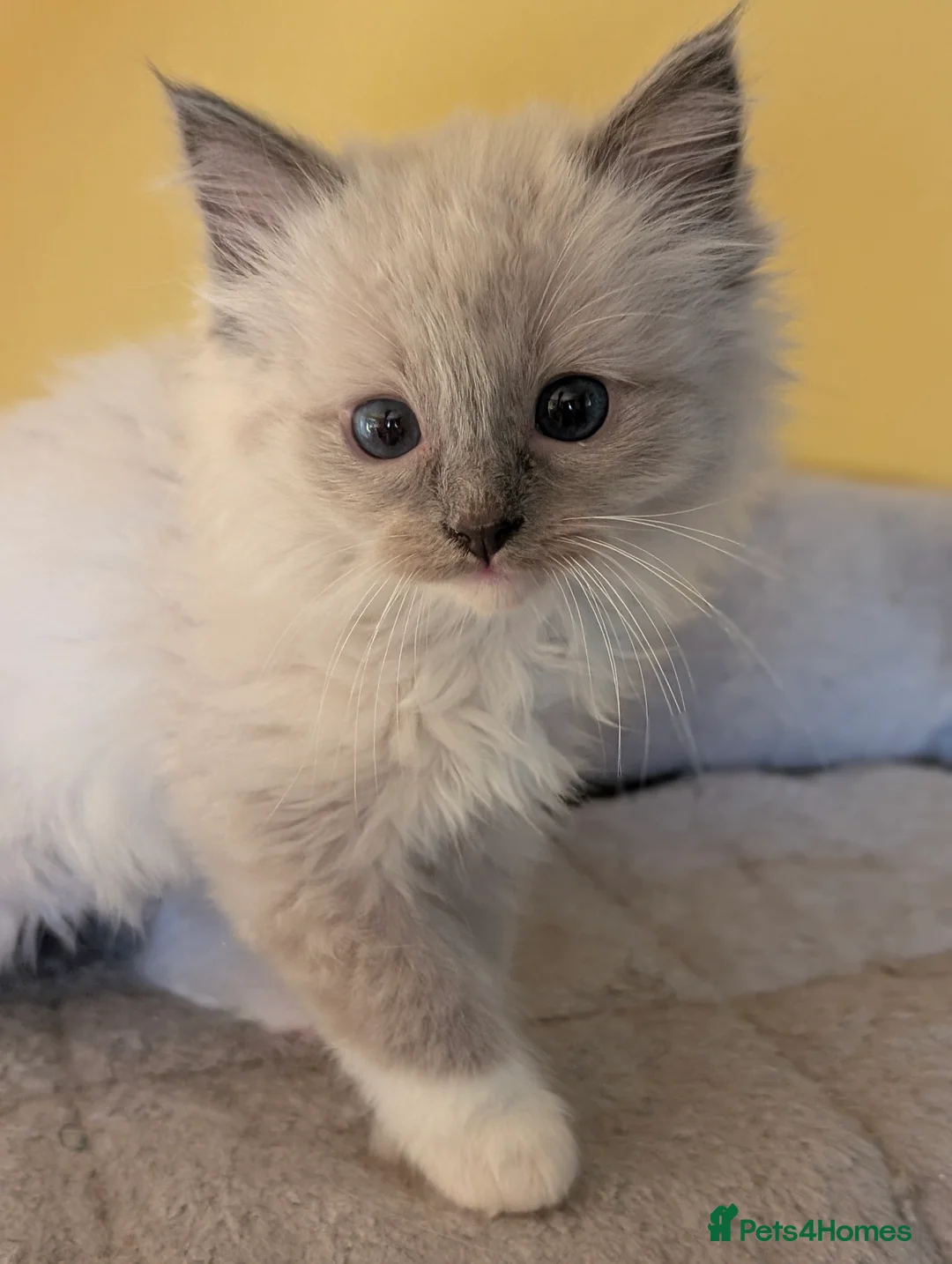 Ragdoll cats for sale: *All rehomed* Gorgeous Ragdoll Kittens  - Advert 11