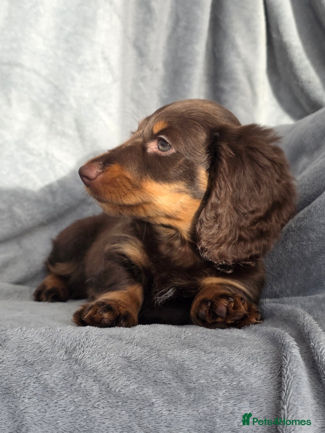 Miniature Dachshund dogs for sale: Stunning miniature longhaired Dachshund pups - Advert 19