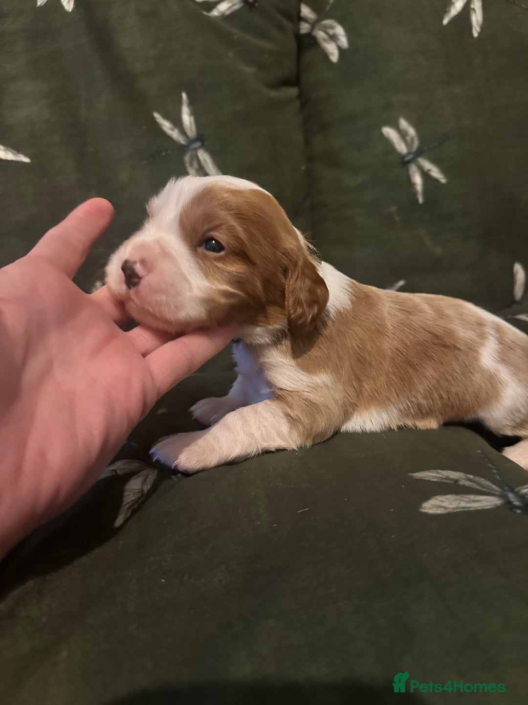 Cockalier dogs for sale: Cockalier puppies  - Advert 15