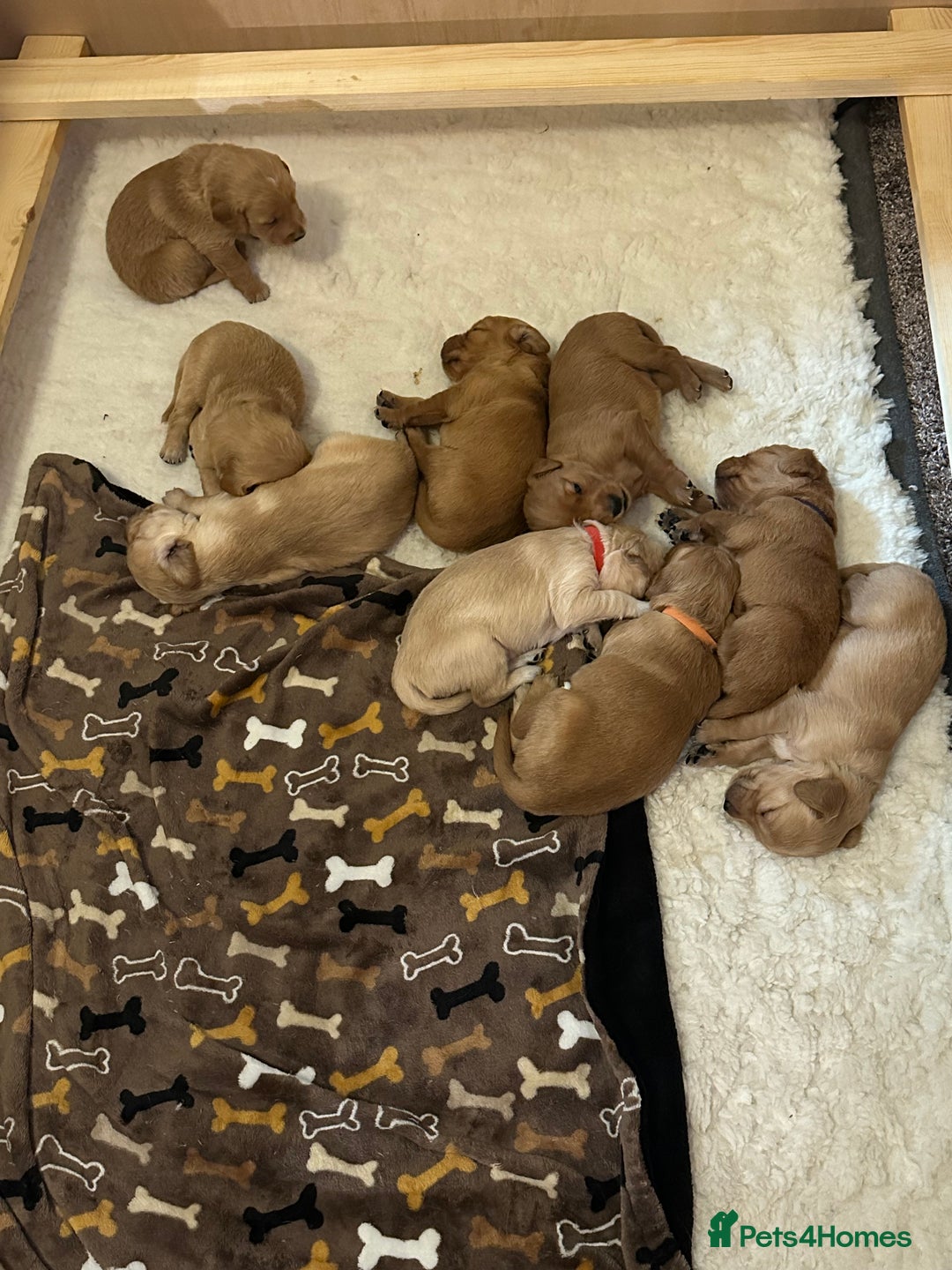 Golden Retriever dogs for sale: Working golden retriever  - Advert 4