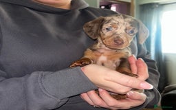 Miniature Dachshund dogs for sale: Mini dachshunds  - Image 8