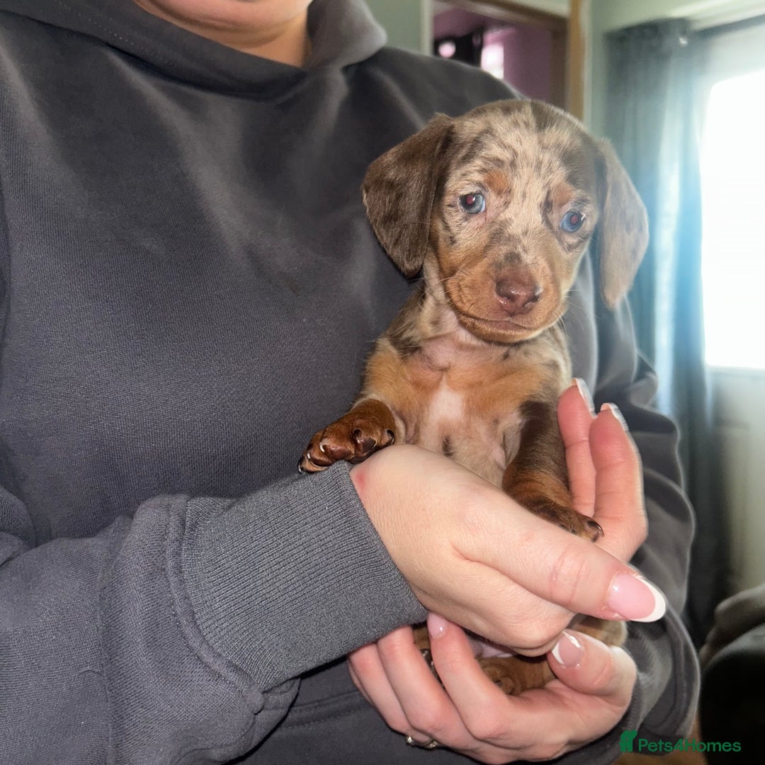 Miniature Dachshund dogs for sale: Mini dachshunds  - Image 8