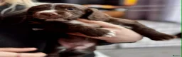 Cocker Spaniel dogs for sale: Working Cocker Spaniels Puppies do sale  - Advert 3