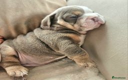 English Bulldog dogs for sale: Outstanding KC English Bulldogs, Top Quality Pups - Image 4