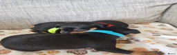 Miniature Pinscher dogs for sale: Three beautiful mini-pin pups  in Morecambe - Advert 3