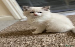 Ragdoll cats for sale: Purebred Male Ragdoll for sale - Image 6