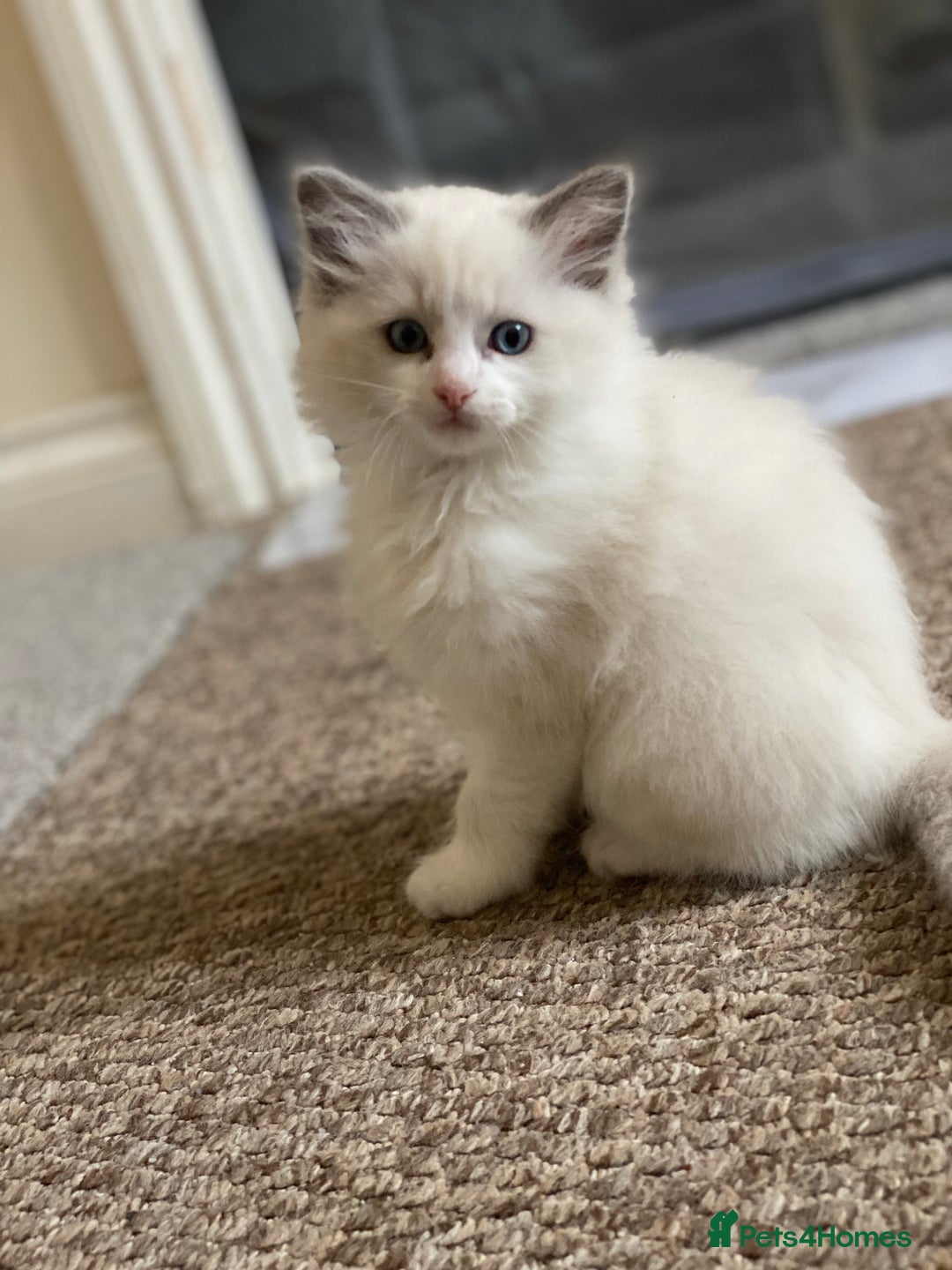 Ragdoll cats for sale: Purebred Male Ragdoll for sale - Image 6