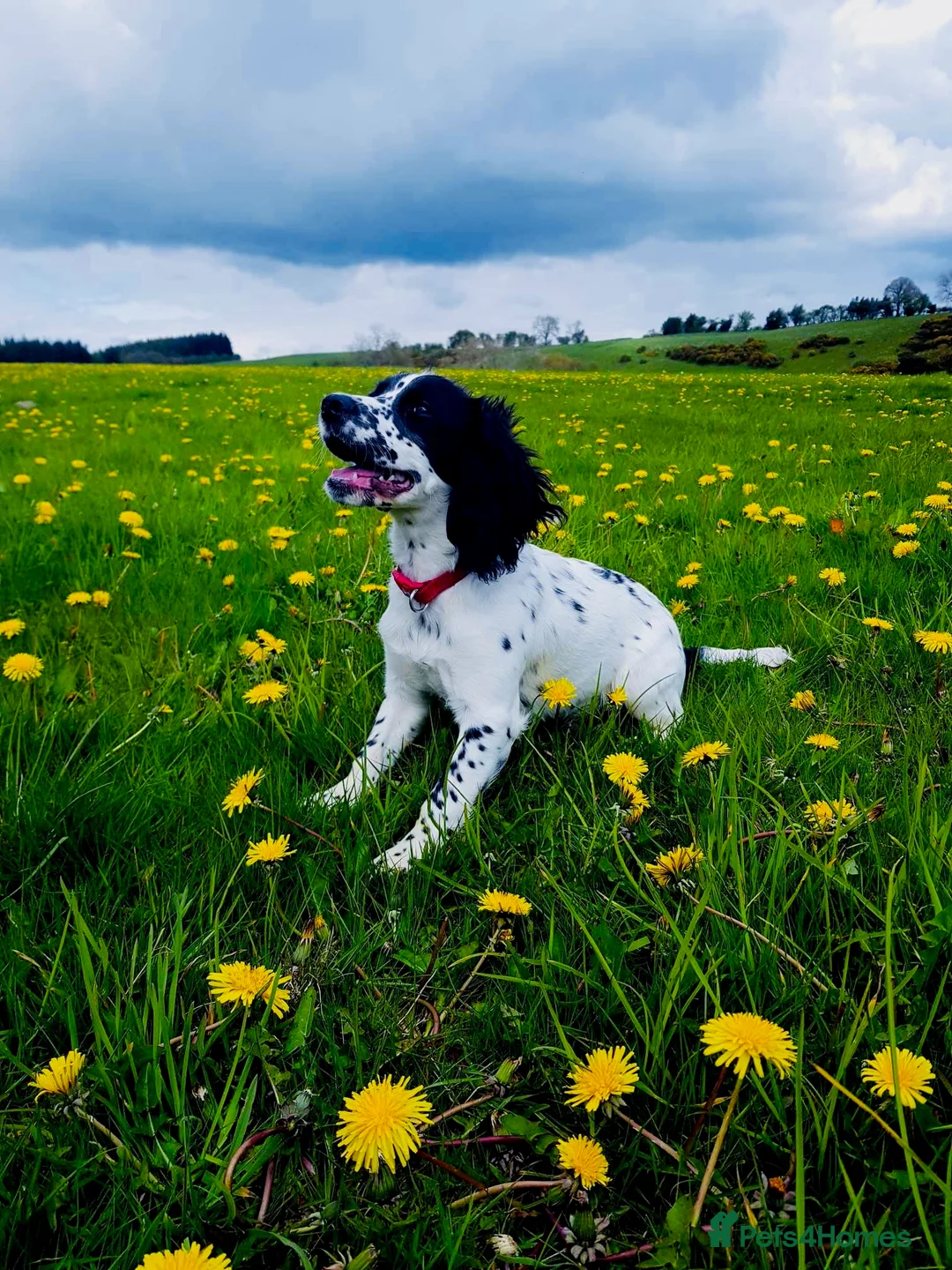 Cocker Spaniel dogs for stud: Cocker spaniel stud in Ludlow - Advert 1