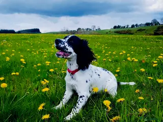 Cocker Spaniel dogs Cocker spaniel stud - Advert 1