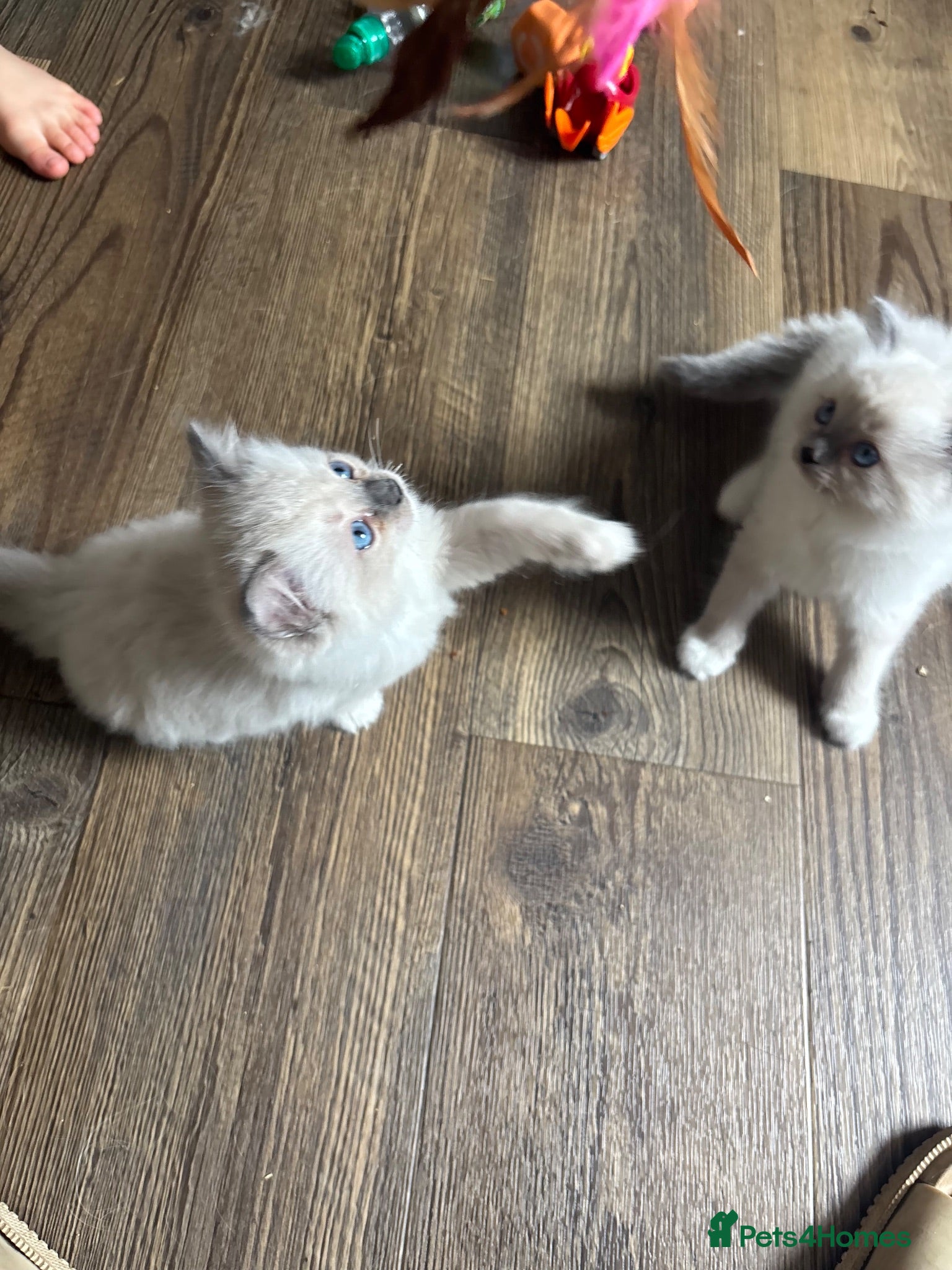 Ragdoll cats Stunning Female Ragdoll Kittens – Born 1st July 🐾 - Advert 1