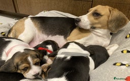Beagle dogs for sale: Purebred Beagle Breeder Top Bloodlines. - Image 3