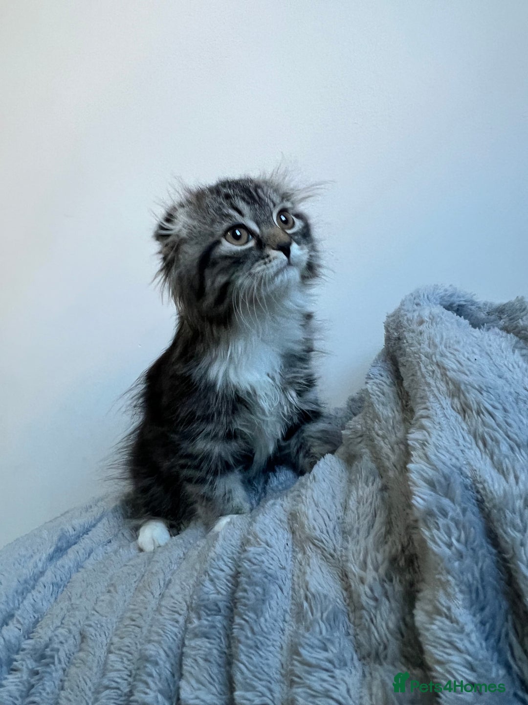 Scottish Fold cats for sale: Long hair Scottish fold kittens - Advert 8