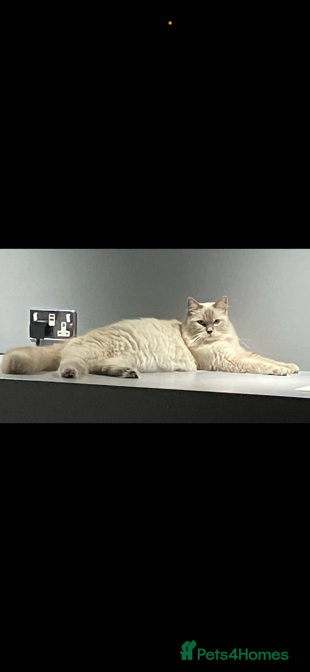 Mixed Breed cats for sale: Beautiful Ragdoll mixed kittens for Sale  - Advert 9