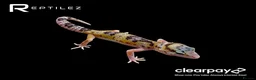 Leopard Gecko reptiles for sale: GECKO BABIES - Advert 8