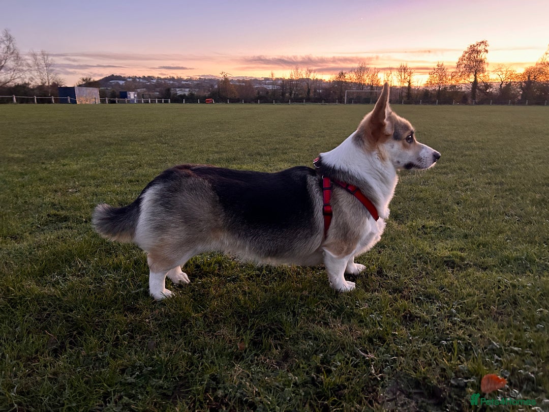 Welsh Corgi Pembroke dogs for sale: Champion bloodline KC reg. Pembrokes - Image 24