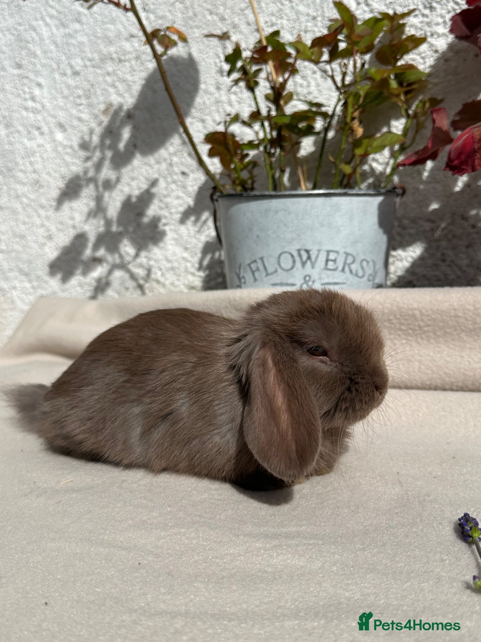 Mini Lop rabbits Mini Lops boy ready now  - Advert 16