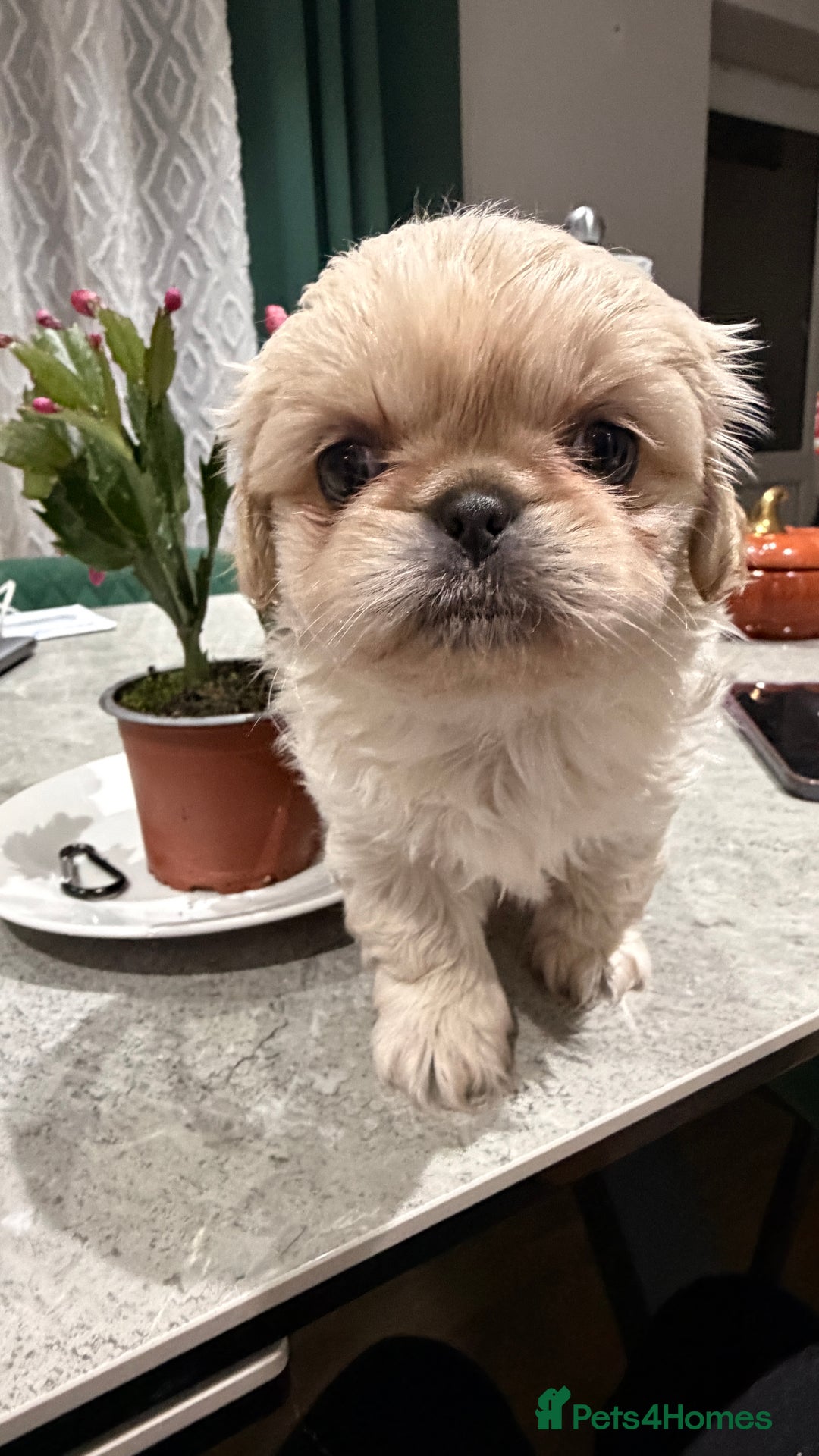 Pekingese dogs for sale: Pekingese  - Advert 9