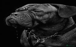 Dogue De Bordeaux dogs for sale: Excellent home bred pups - Advert 1