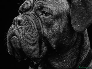 Dogue De Bordeaux dogs for sale: Excellent home bred pups - Advert 1