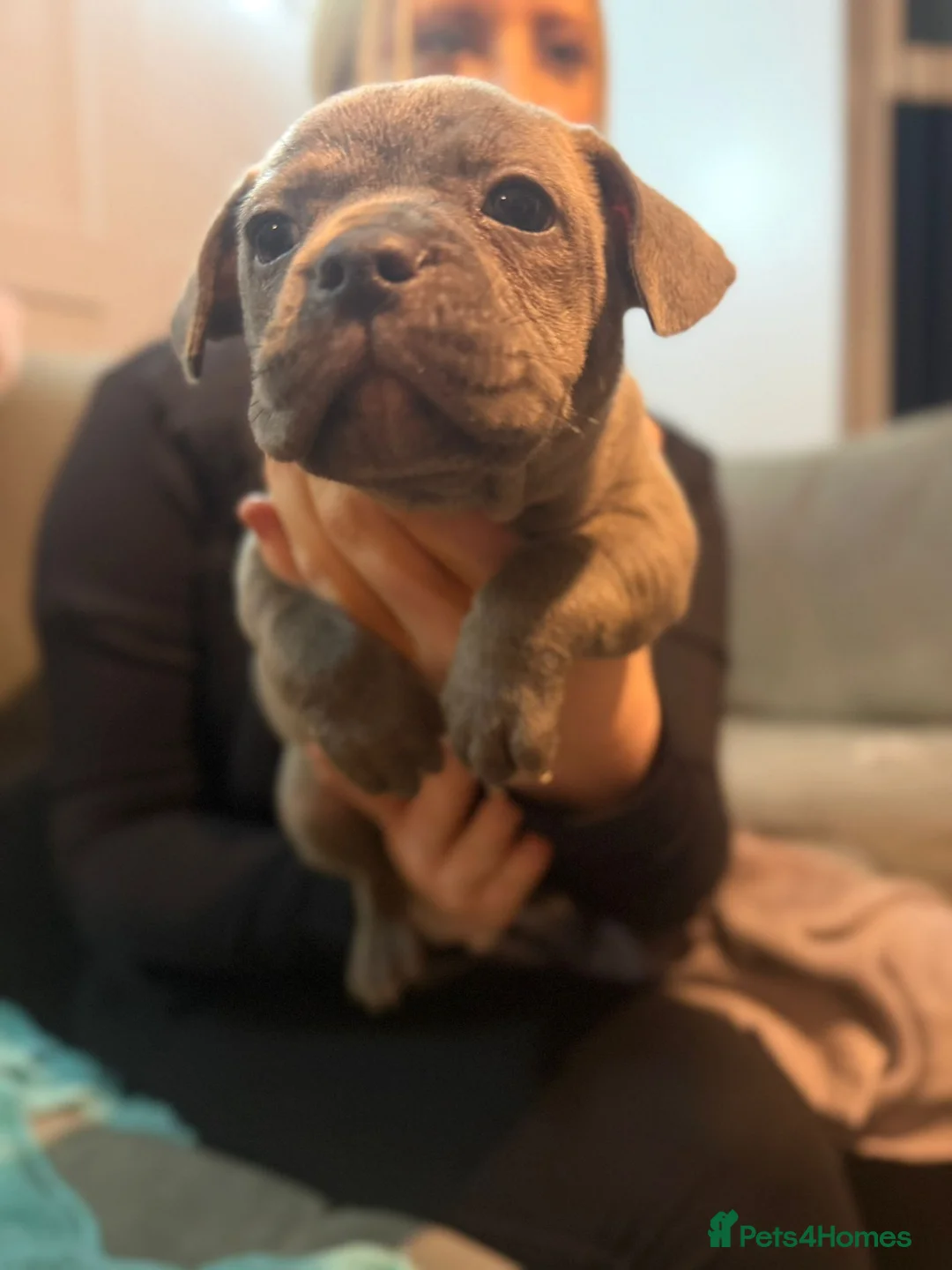 Mixed Breed dogs for sale: Puppies for sale  - Advert 4