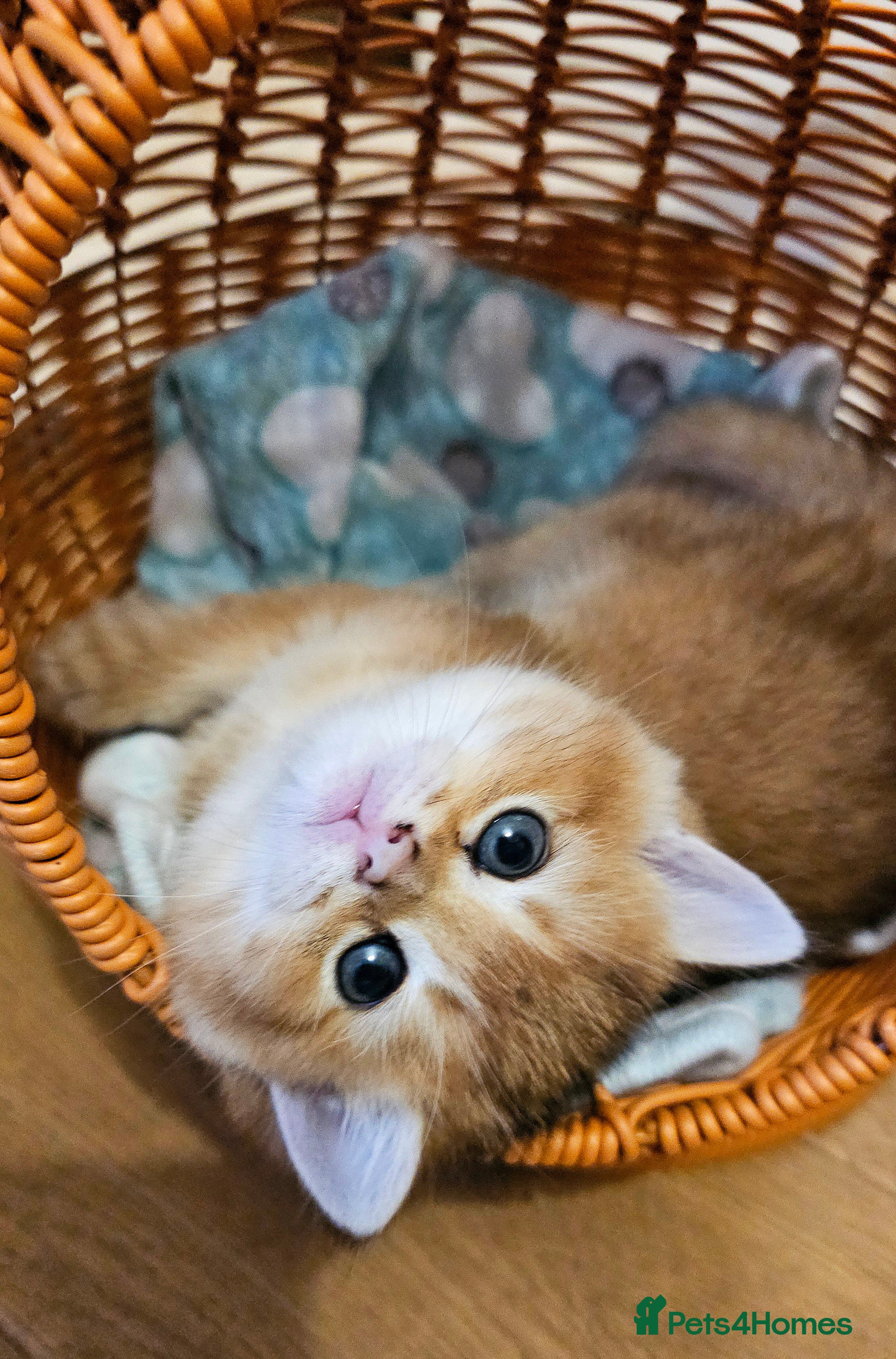 Scottish Fold cats Tica Registered pedigree kittens FOR RESERVATION - Advert 6