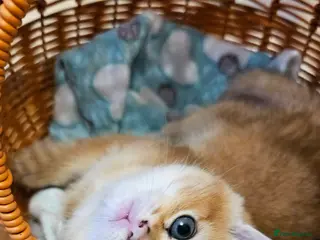 Scottish Fold cats Tica Registered pedigree kittens FOR RESERVATION - Advert 6