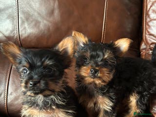 Yorkshire Terrier dogs Stunning miniature Yorkshire terrier puppies - Advert 1