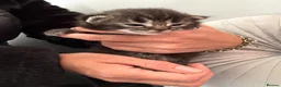 Maine Coon cats for sale: G mainecoon babies  - Advert 6