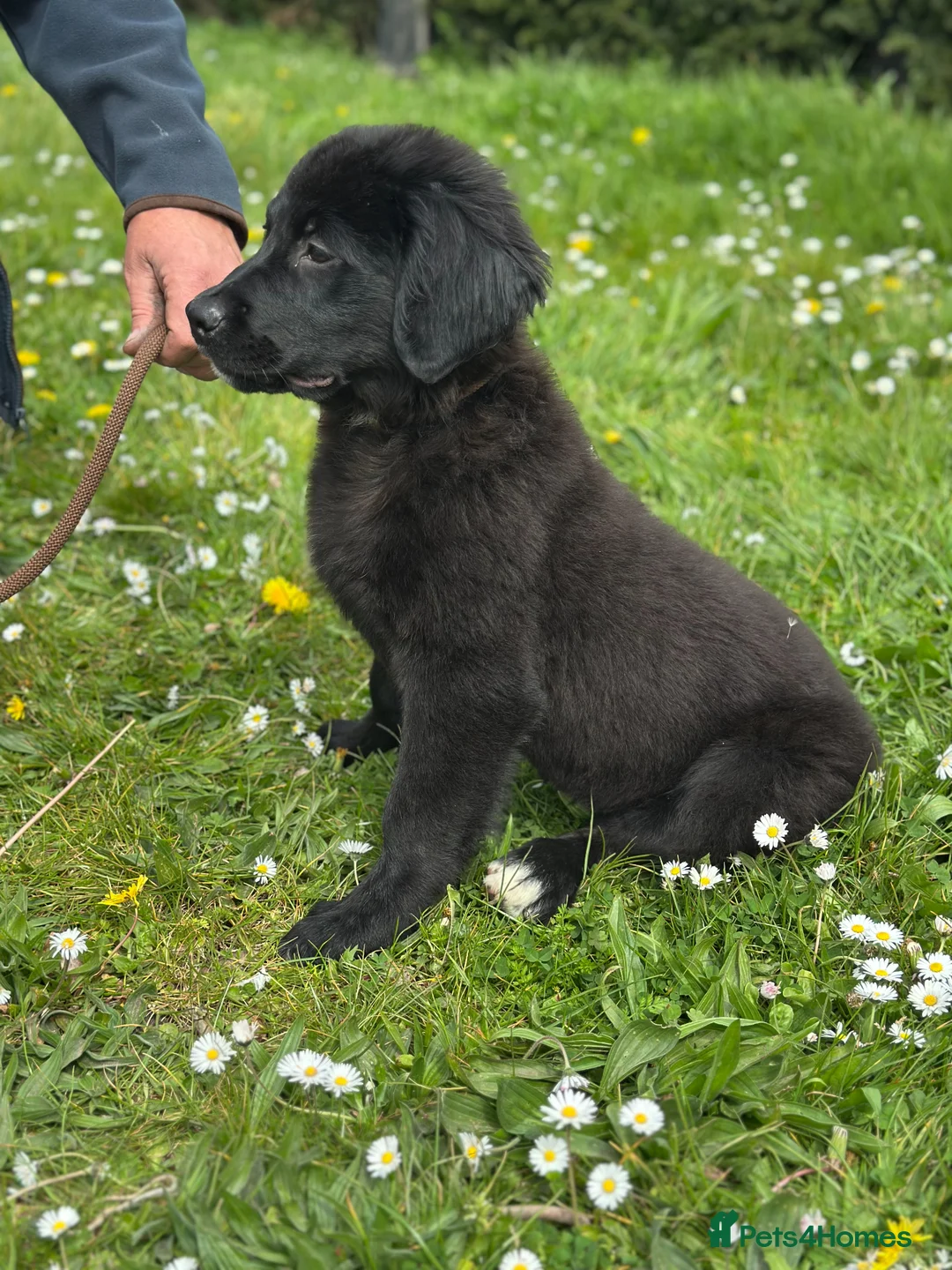 Bernese Mountain Dog dogs for sale: Golden Mountain puppies ready to leave now - Advert 1