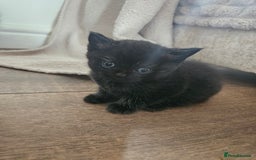 British Shorthair cats for sale: Beautiful rag doll x British short hair - Image 6