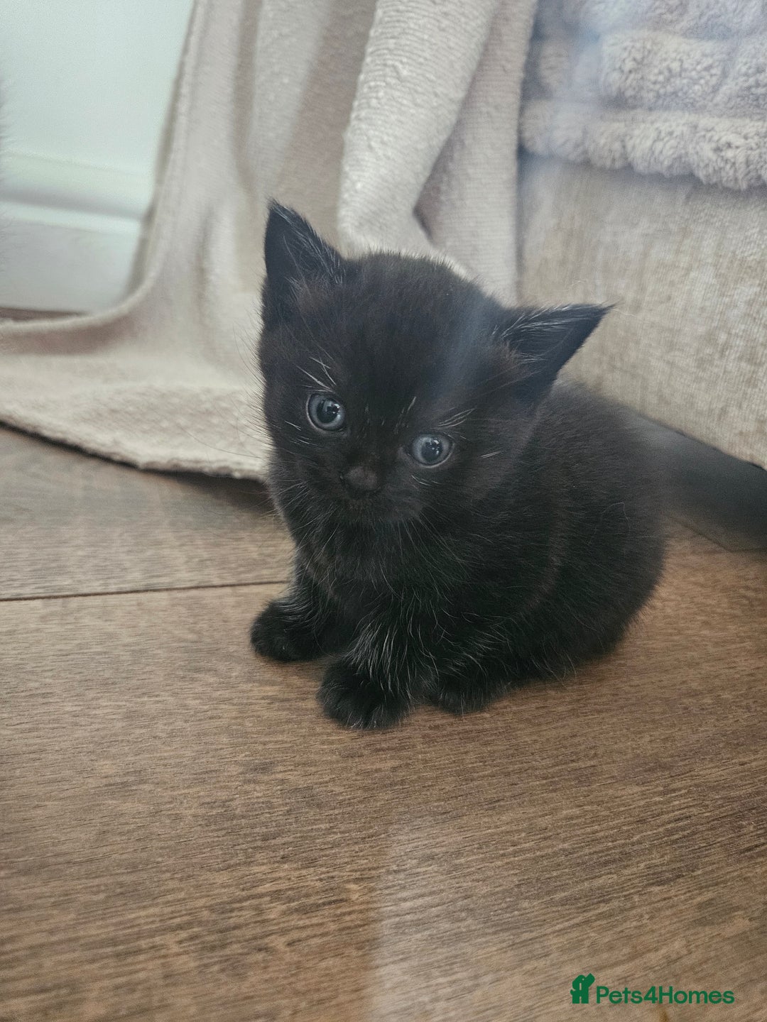 British Shorthair cats for sale: Beautiful rag doll x British short hair - Image 6