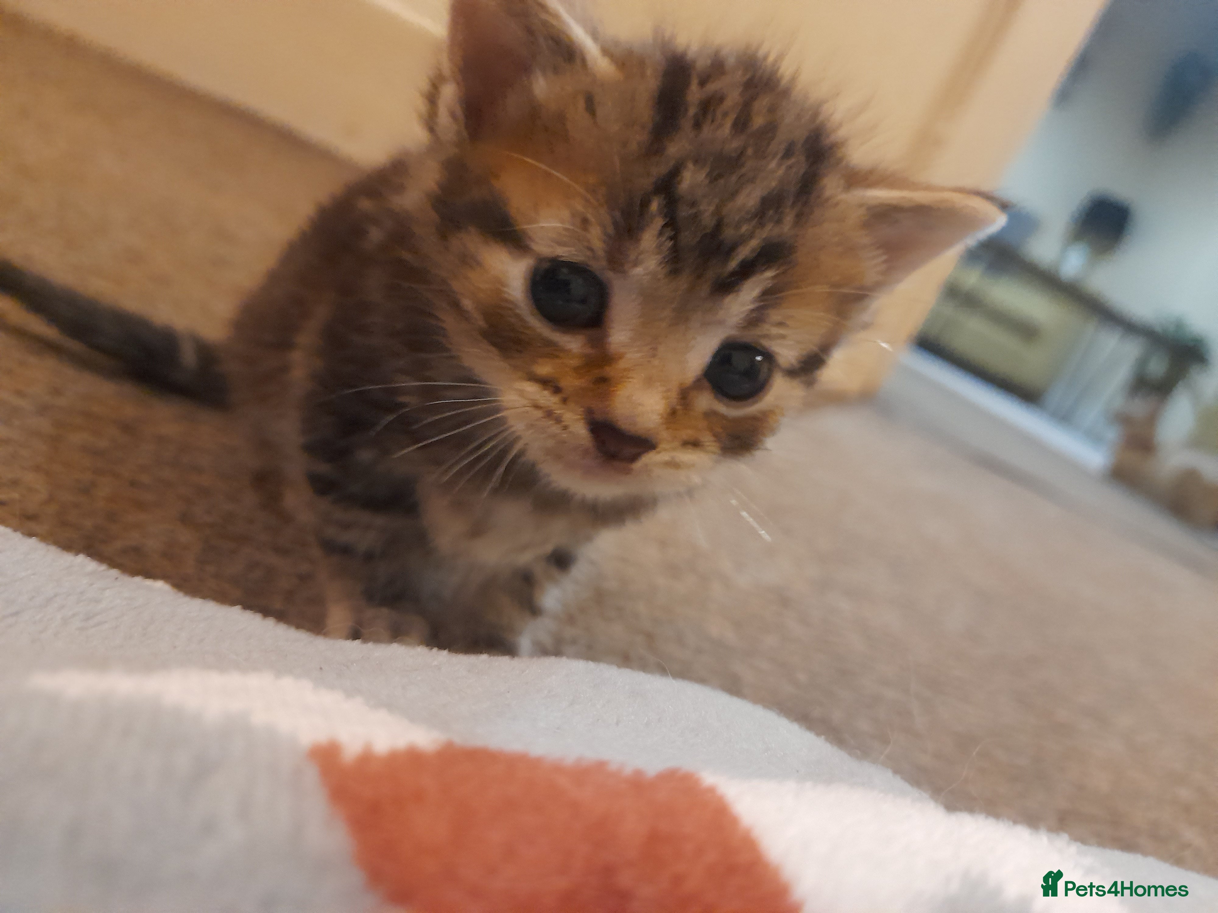 Mixed Breed cats Gorgeous kittens - Advert 5