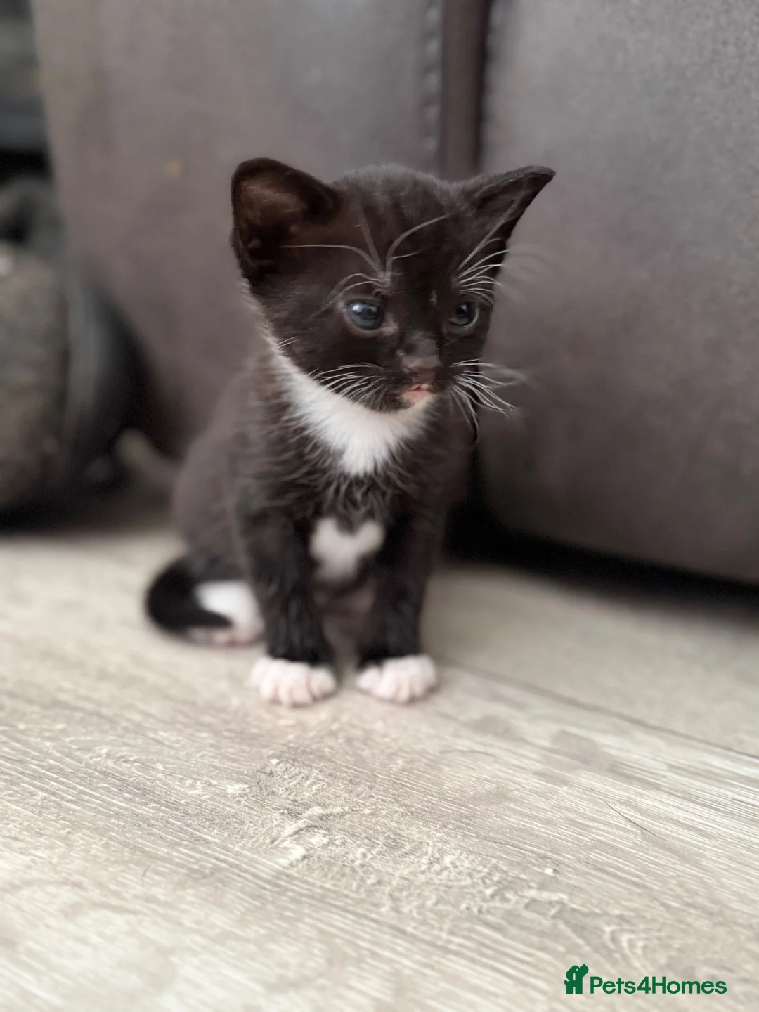 Mixed Breed cats for sale: 2 beautiful girls  - Advert 2