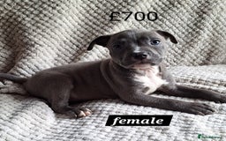 Mixed Breed dogs for sale: Pocket Bully X - Image 6