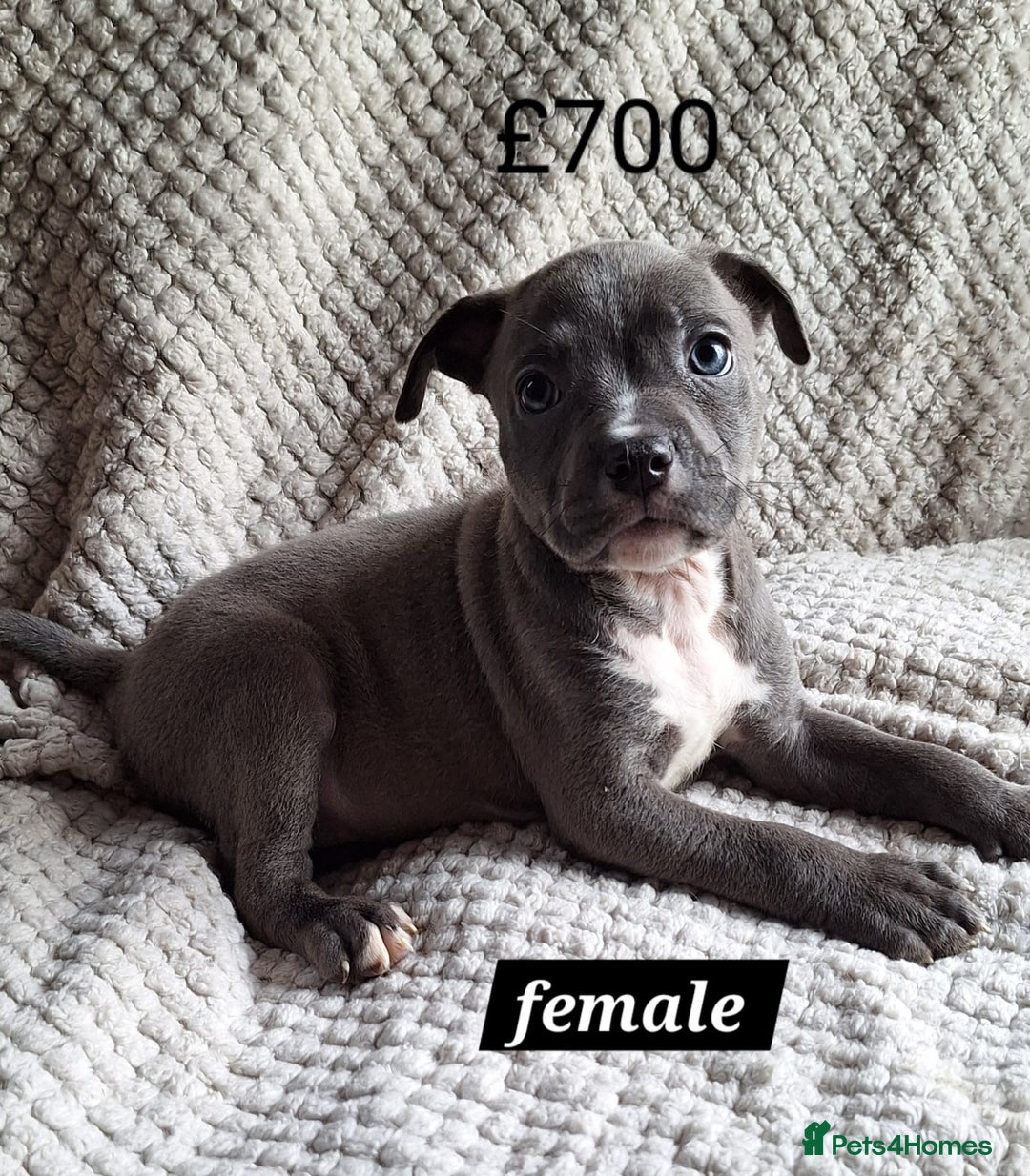 Mixed Breed dogs for sale: Pocket Bully X - Image 6