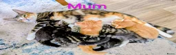 Mixed Breed cats for sale: Gorgeous Tabby Kittens for sale Ready June 17 - Advert 4