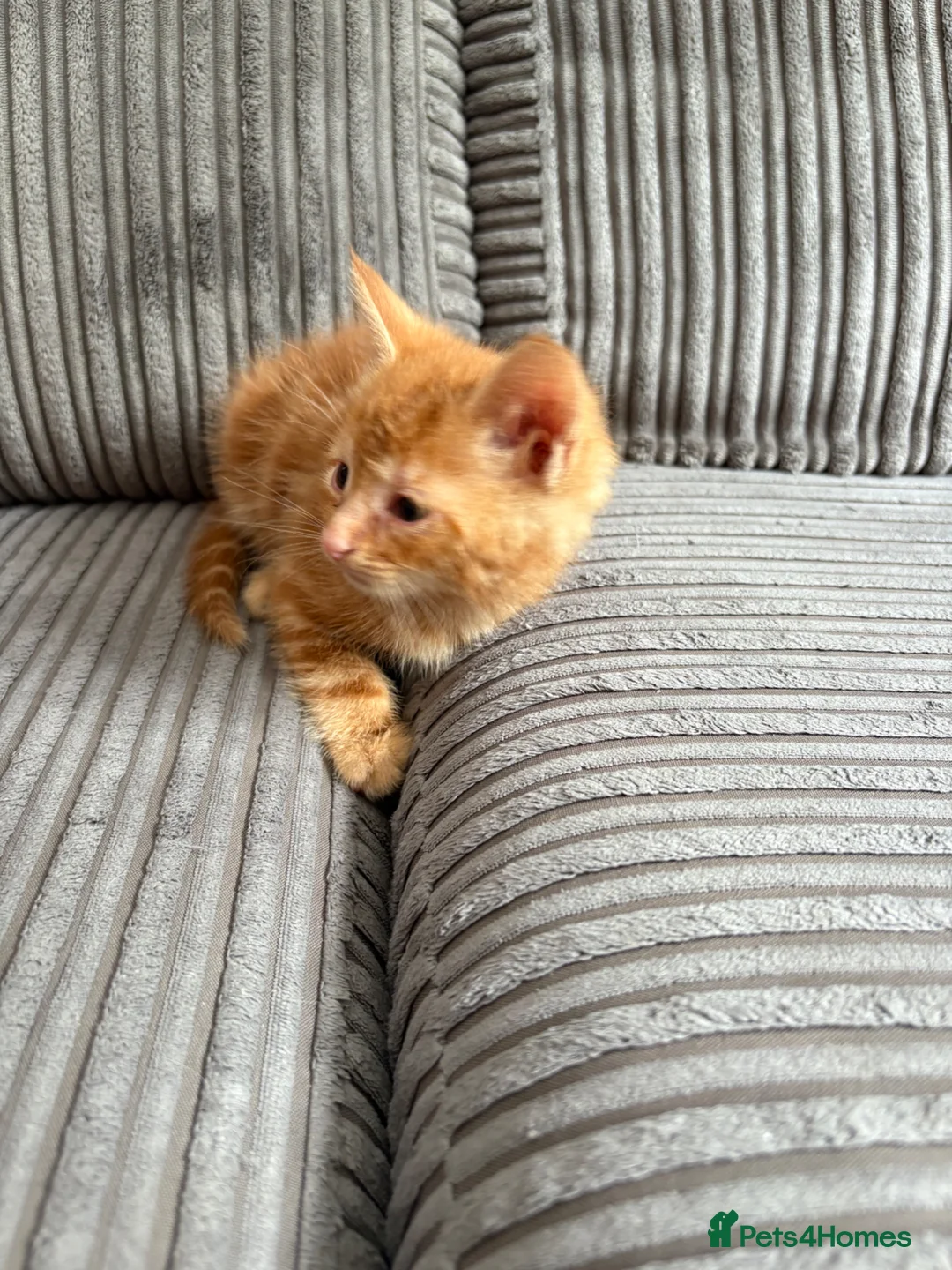 British Shorthair cats for sale: Gorgeous ginger babies in Swaffham - Advert 24
