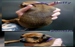 Miniature Pinscher dogs for sale: Miniature Pinscher puppies! - Image 5