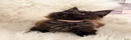 Maine Coon cats for sale: TICA registered pure breed Maine coon kittens - Advert 6
