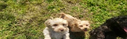 Cockapoo dogs for sale: Genuine f1 cockapoo puppies. - Advert 3
