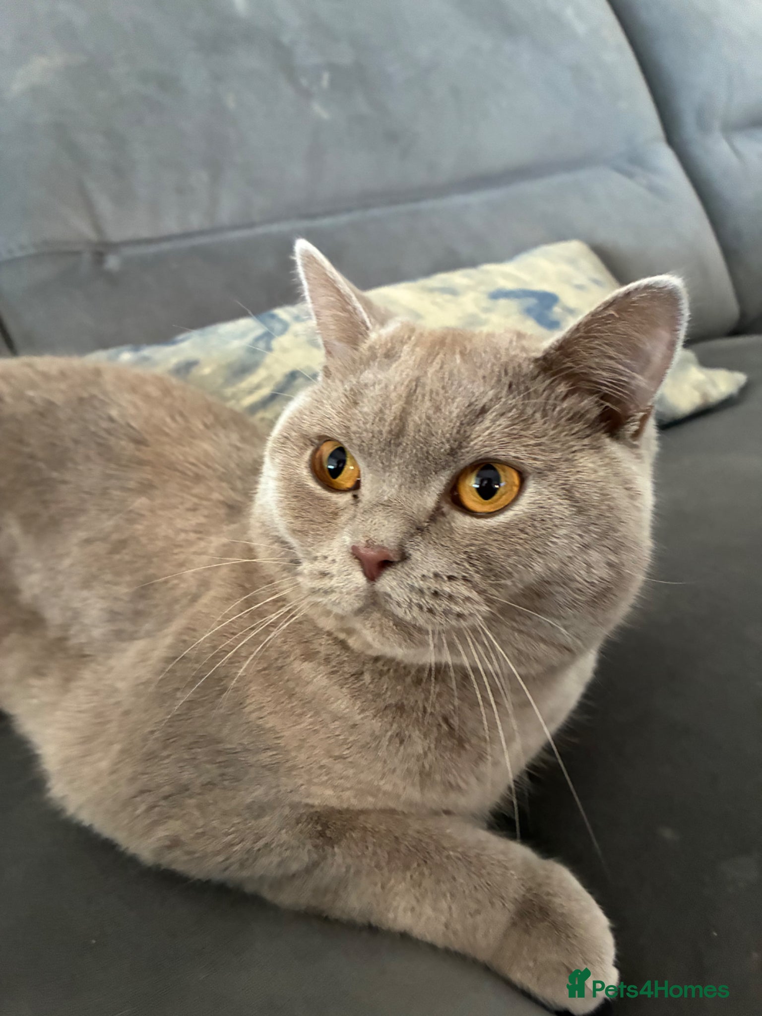 British Shorthair cats British shorthair - Advert 1