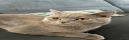 British Shorthair cats for sale: British shorthair in Slough - Advert 1