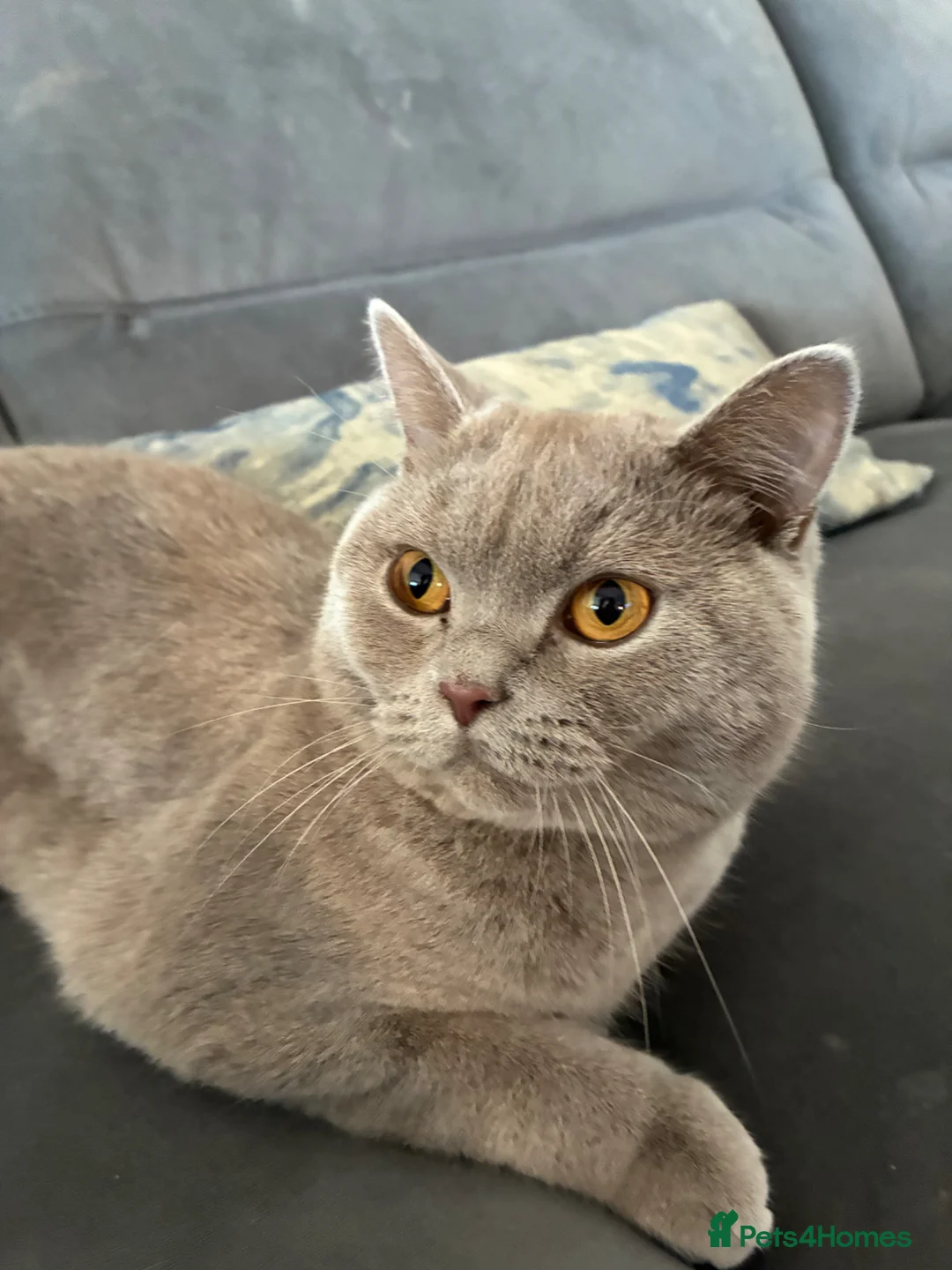 British Shorthair cats for sale: British shorthair in Slough - Advert 1