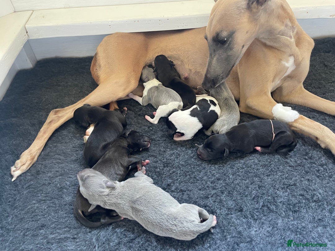 Whippet dogs for sale: The best puppies ever! - Image 23